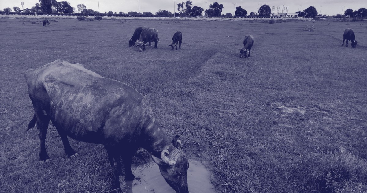 A herd of dark-coated bovine livestock grazing and drinking from a pool of water in a green field in Kanpur, India