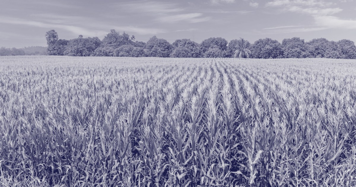 Rows of a corn field stretching to a tree line under a blue sky in Nandigama, India