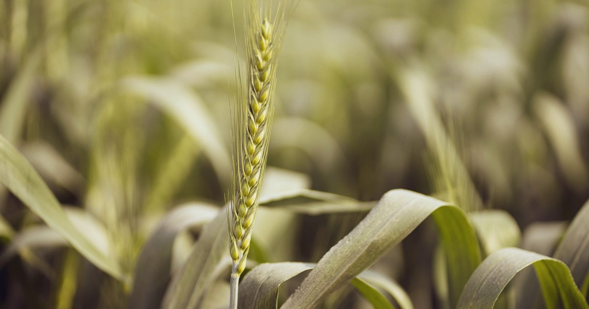 Close-up of a single green wheat ear standing in a blurred field of young wheat