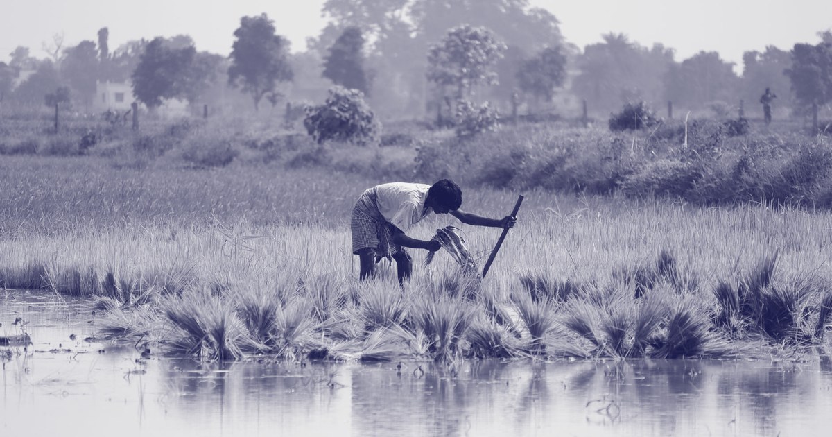 A farmer bends to tend to young rice plants at the edge of a flooded paddy field in rural India, with trees and open farmland in the background