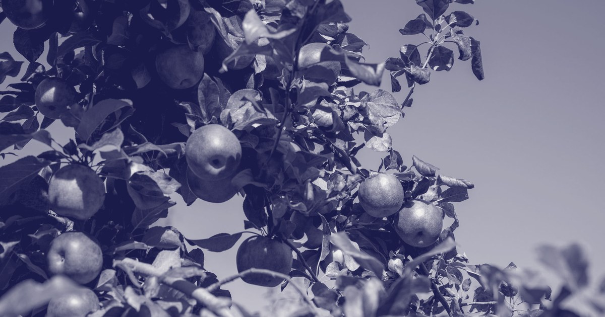 Red apples hanging from the branches of an apple tree against a clear blue sky