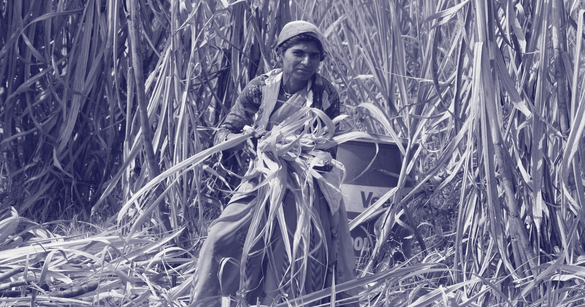 A woman in an orange saree harvesting sugarcane by hand in a field in Sangli, Maharashtra, with dried cane leaves and a plastic drum around her.