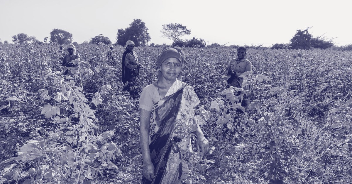 A woman in a bright pink headscarf stands among other women workers picking cotton in a field in rural Maharashtra, India.